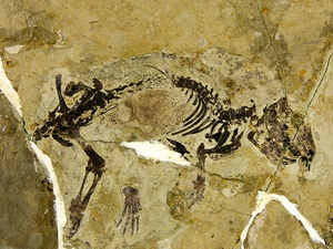 发现1.6亿年前小飞兽化石 甚至还能还原小飞