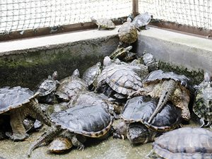 野生动物救助站龟满为患 数量上百现场不少