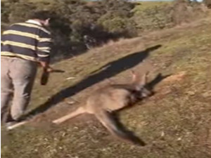 男子虐杀袋鼠19刀 视频内容手段凶残令人发