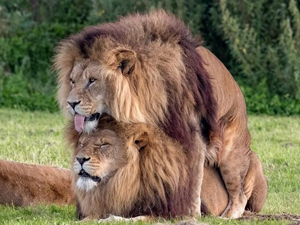 两头雄狮同性交配 母狮子在旁观看气氛甚是