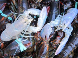 美国渔民捕获罕见龙虾 出现的机率为亿分之
