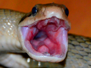 全球最美蛇在中国被发现 全球数量只有30条