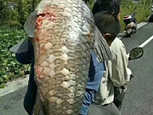 村民捡到50余斤大鱼 硕大鱼形当地少见受益