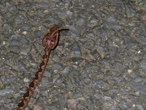 四川发现神奇“独角蛇” 关于独角成因众说