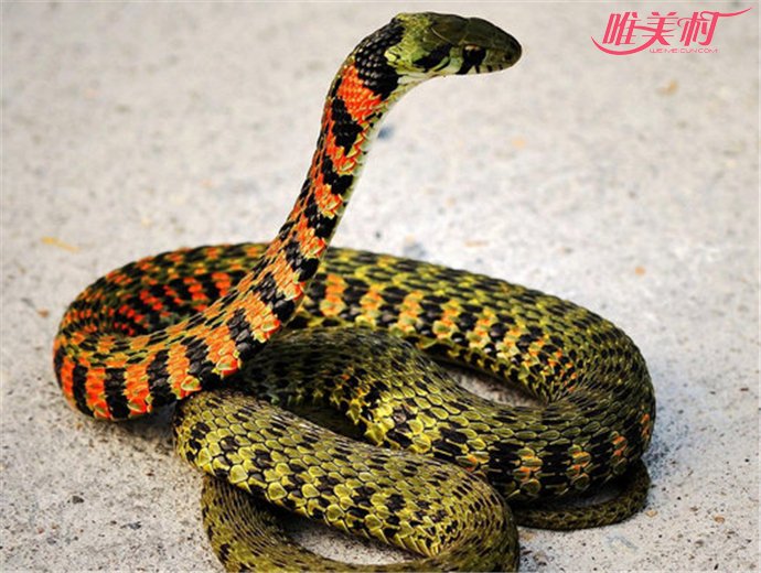 四川毒蛇品种图片