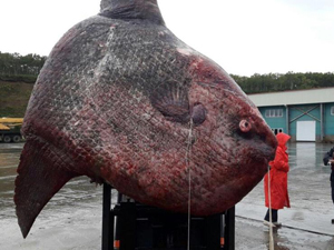 渔民捕获一吨重巨鱼 体型庞大重达1100公斤