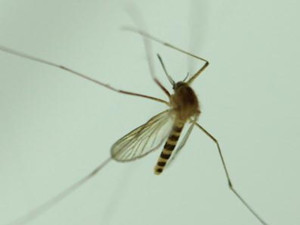 泸州蚊子被热死 怎样的高温居然连蚊子都热