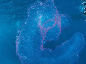 道格拉斯港海中现海洋独角兽 一种神秘浪漫