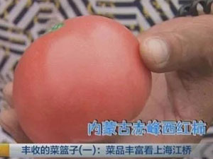 商户卖西红柿上海买3套房 从房客到业主的转变令人惊叹