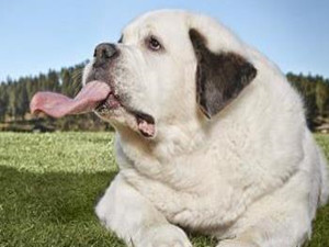 狗狗舌头长18厘米 全球最长舌狗还好性格自
