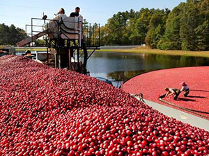 美国工人收蔓越莓 独特收割方式犹如在海面