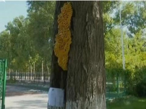 新疆某学校杨树上长不明生物 颜色发黄类似