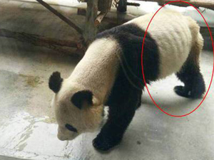 大熊猫瘦成皮包骨 再无昔日风采其暴瘦的真