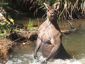 澳洲壮硕袋鼠溪中洗澡 身材竟如此魁梧洗澡
