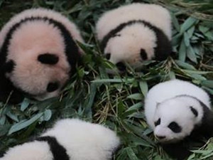 熊猫宝宝集体出街 网友直呼简直要被萌哭了