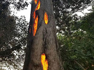 大树从内部燃烧 现象令人诧异大树从内部燃