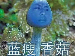 蓝瘦香菇添新成员 美丽外形相当罕见是真菌