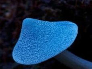 蓝瘦香菇添新成员 霍氏粉褶菌为生物界增添
