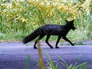 北海道现罕见黑狐 黑狐就长这样你见过了吗