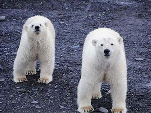 村庄遭北极熊包围 画面十分惊恐海象被逼至