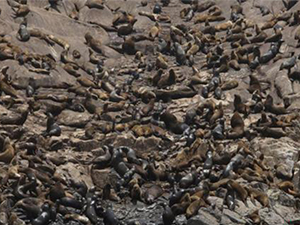 贝加尔湖现死海豹 130多具尸体遍地现场惨不