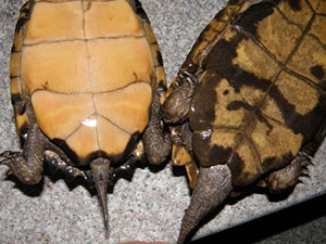 乌龟怎么分公母 快速分辨乌龟公母最简单的