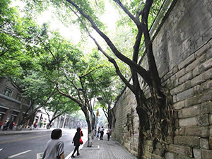 重庆石墙上长出数棵树 树与墙壁的完美融合