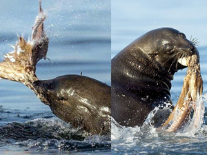 海豹撕碎章鱼惊险画面 叼着食物一脸傲娇遇