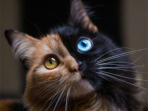 双色脸小猫成网红 或因母体胚胎二合一双眼