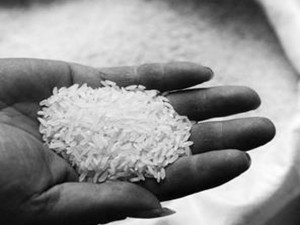 江西大米被曝遭镉污染 水稻被镉污染有什么危害