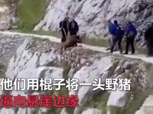 游客将野猪逼下悬崖 毫无人性野猪躺崖底全