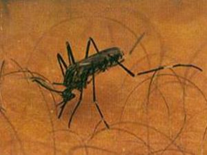 美国学者培育三眼蚊子 三眼蚊子能改变什么