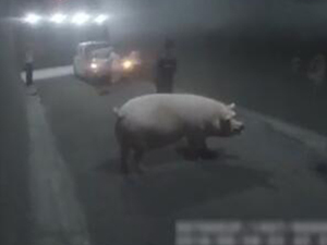 600斤母猪打架后怒跳高速 众人被母猪折腾3