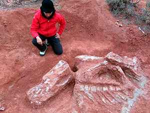 巨型恐龙遗骸出土 恐龙遗骸成化石栩栩如生