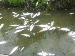 污染物超标572倍 曝现场惊人画面鱼塘上一片死鱼