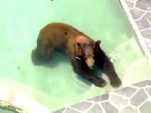 小黑熊偷进豪宅享受泳池 直升机拍下小黑熊