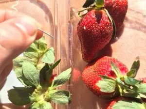 澳草莓里被藏针 悬赏抓嫌犯已有多数消费者