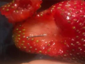 澳大利亚草莓藏针 曝详细经过“藏针”事件让人震惊