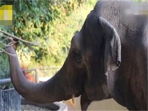 最孤独的大象去世怎么回事 世界最孤独的大