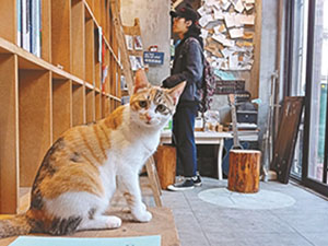 无人书店猫当掌柜 为什么让猫当掌柜究竟怎