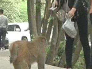 游客被猴抢走手机怎么回事 园方道歉但不赔