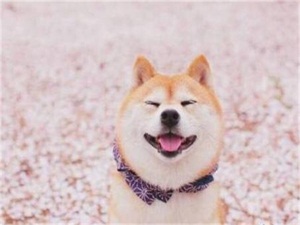 日本秋田犬面临灭绝 其中原因被揭令人意想