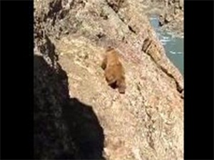 棕熊被扔石头驱赶滚下河谷 最终溺死始末经
