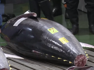 鱼王拍近2亿日元 壮似头猪中标者连续两年拍下鱼王