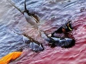 为什么日本人杀海豚？