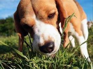为什么狗狗总是吃草？