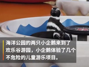 武汉欢乐谷有两只企鹅游客 一蹦一跳均有不同风采让人看呆