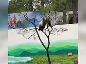 大熊猫树上蹦迪压断树枝 现场翻车这一幕把游客们都逗乐了
