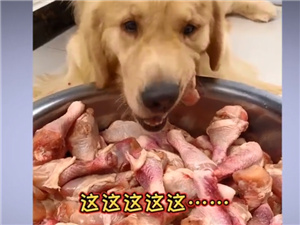 宠物博主让狗当大胃王 一次吃100种零食