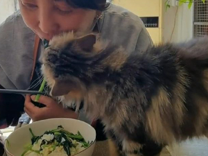 李勤勤与猫同吃一碗菜 网友:太不卫生了